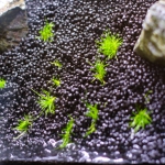 2cm～3cmの間隔で植栽する　ヘアーグラスショートの植え方